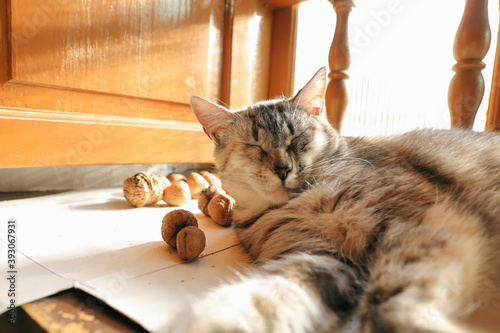 Cat resting on the window next to walnuts