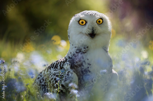 The snowy owl (Bubo scandiacus) is a large, white owl of the true owl family.[3] It is sometimes also referred to, more infrequently, as the polar owl, white owl and the Arctic owl.