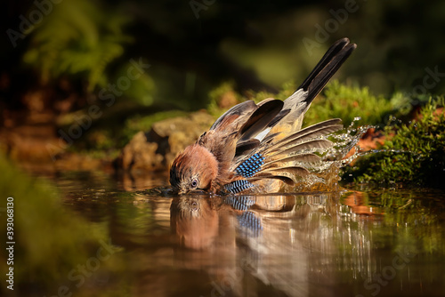 The Eurasian jay (Garrulus glandarius) is a species of bird occurring over a vast region from western Europe and north-west Africa. Amazing and loud. Standing or having a bath, lots of water in air.