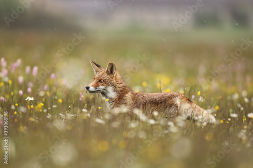 Fotografiet The red fox (Vulpes vulpes) is the largest of the true foxes and one of the most widely distributed members of the order Carnivora, being present across the entire Northern Hemisphere