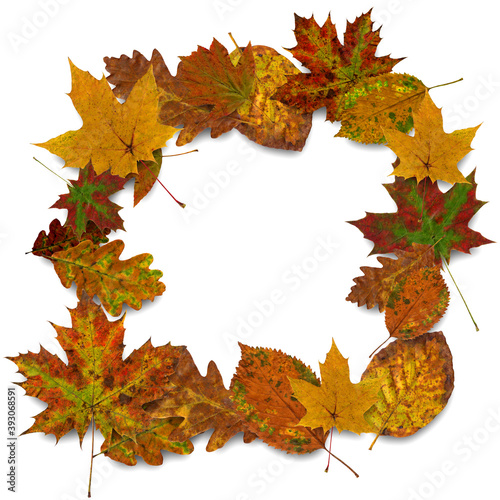 Colorful autumn leaves as picture frame with copy-space