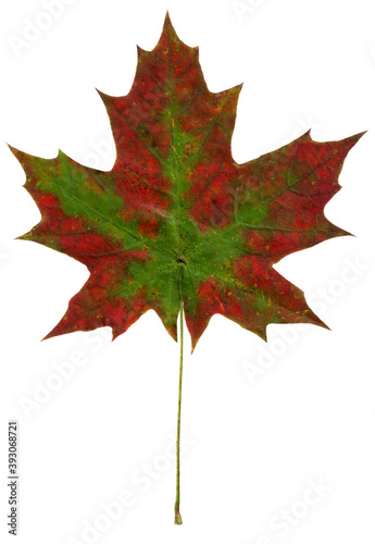 Colorful autumn sycamore leaf isolated on white