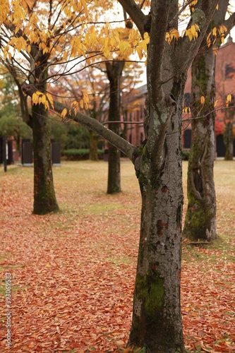 秋の公園