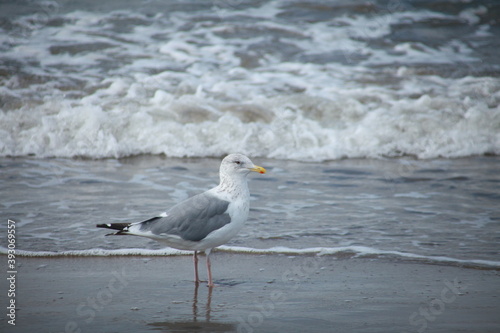 波打ちが際に佇むウミネコの親鳥