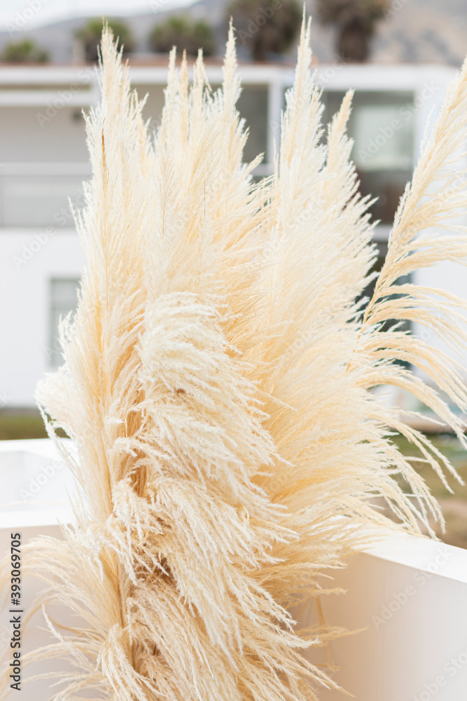 Plakat Vertical view of pretty pampas grass from a terrace patio