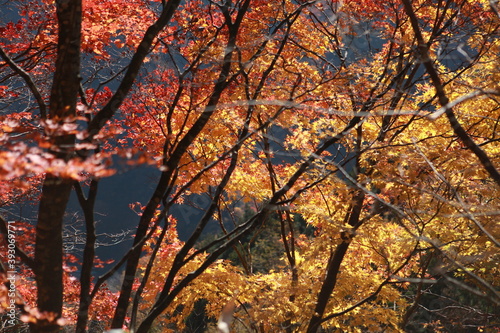 紅と黄色のハーモニー