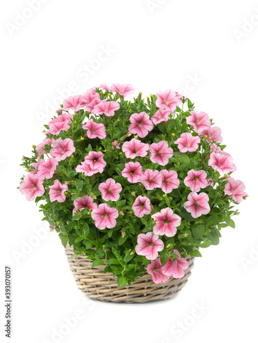 pink petunias bouquet isolated on white background