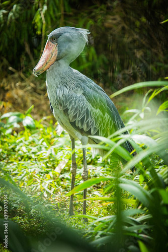 Wallpaper Mural shoebill in the zoo Torontodigital.ca