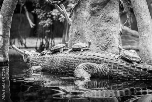 indian gavial in the zoo