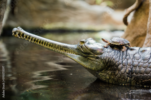 indian gavial in the zoo photo