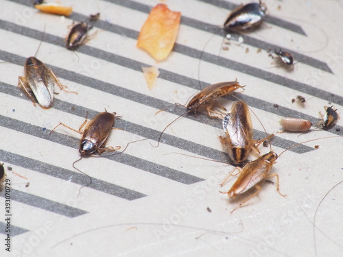 Close up shot of cockroach that trapped on a sticky trap