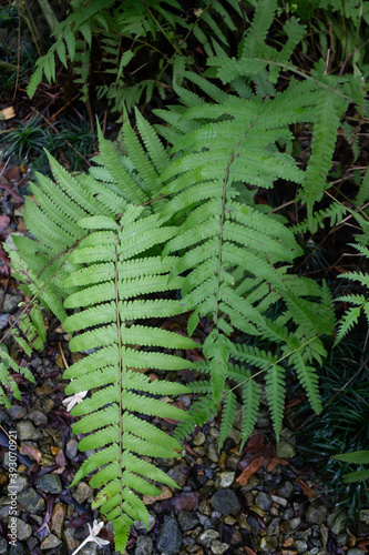 Green ferns plant pot in resort