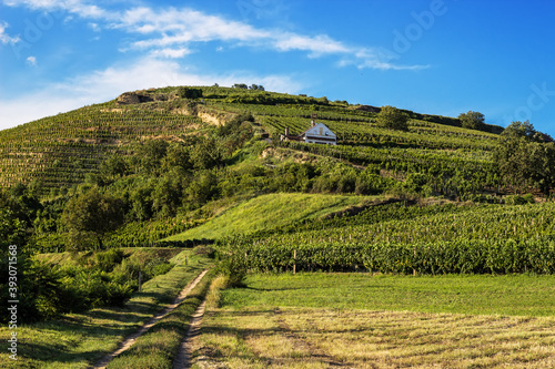 Принти на полотні Vineyard and hills at Tokaj wine region, Hungary