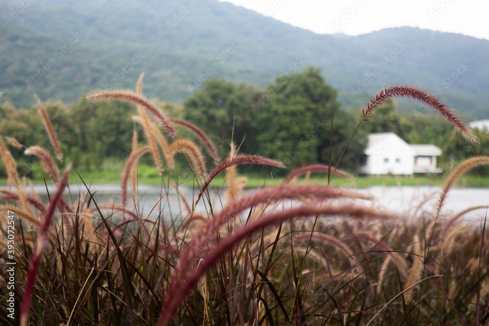 Relaxing view of reeds grass flower Relaxing view of reeds grass flower