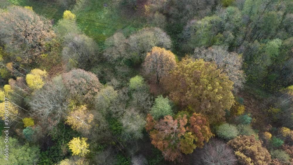 Autumn forest landscape with golden trees, aerial top-down view. Slow flight in forest on fall season.