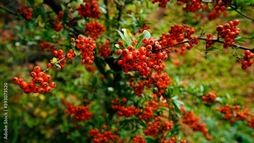 Autumn leaves and red berries 