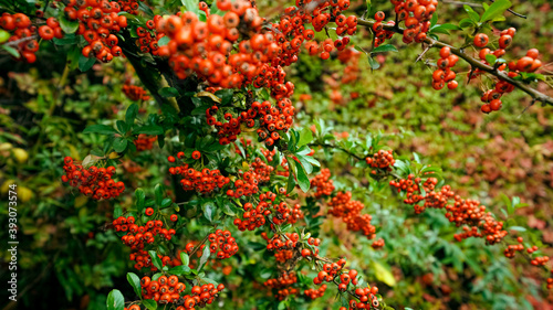 Autumn leaves and red berries 