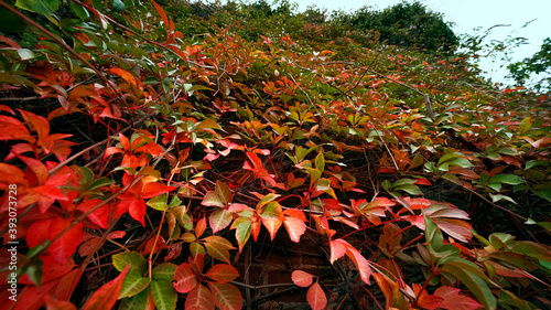 Autumn leaves and red berries 
