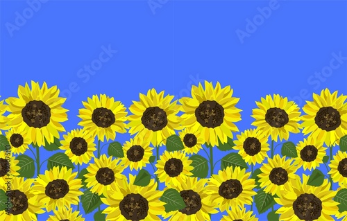 Fototapeta Naklejka Na Ścianę i Meble -  Seamless border with yellow sunflowers and green leaves for fashion design, textile, wrapping paper, package wallpaper, bag print on the blue background