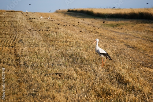 white stork hunting in a large field © makam1969