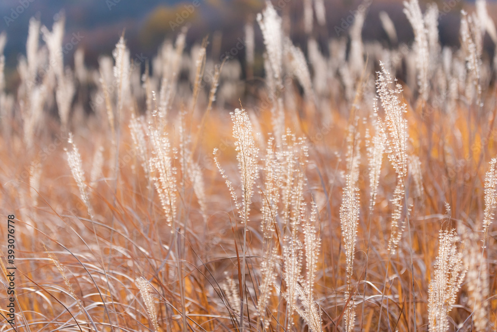Fototapeta premium 久住タデ原湿原のススキ
