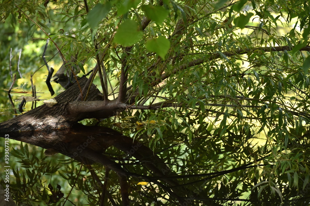 The autumn trees reflected on the water surface in Sapporo Japan