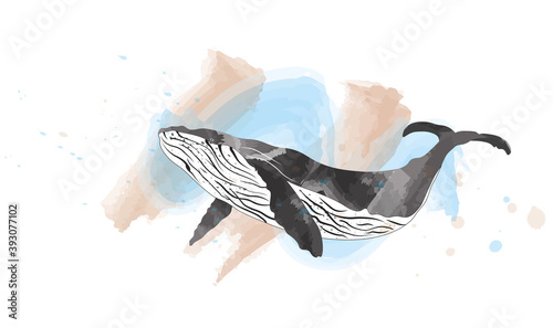 Hand drawn whale with splash texture. Grange whale illustration.