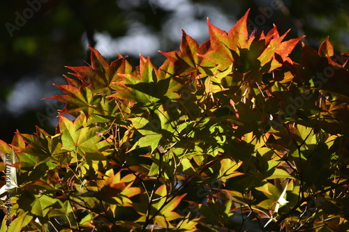 Wallpaper Mural The colorful autumn maple leaves under the soft sunlight in Sapporo Japan Torontodigital.ca