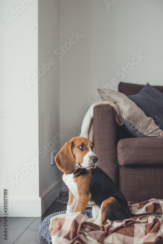 Beagle puppy at home. Purebred dog window in a country house looks out anticipation of a walk. © Evgenii Starkov