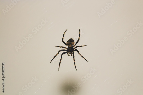 A closeup of a scary creepy spider with open legs on a web