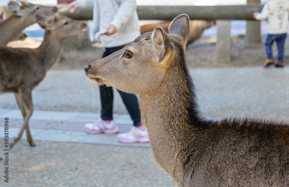 A lonely-looking deer in Nara Park.