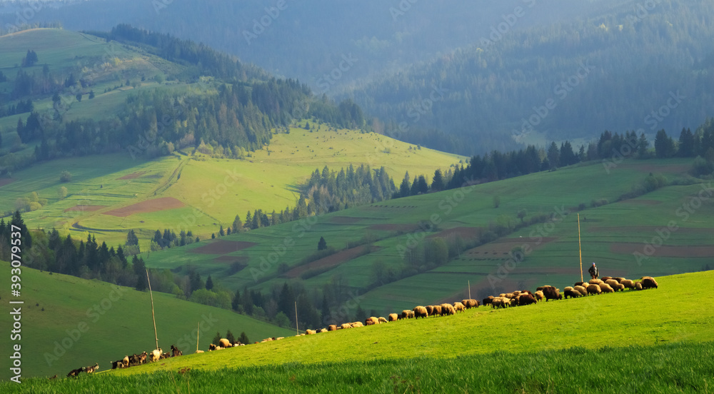 Obraz premium A herd of sheep in the early morning on the colored diagonal Carpathian Mountains.