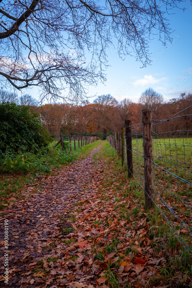 leaves between the woods in a park in Europe in autumn season leaves between the woods in a park in Europe in autumn season