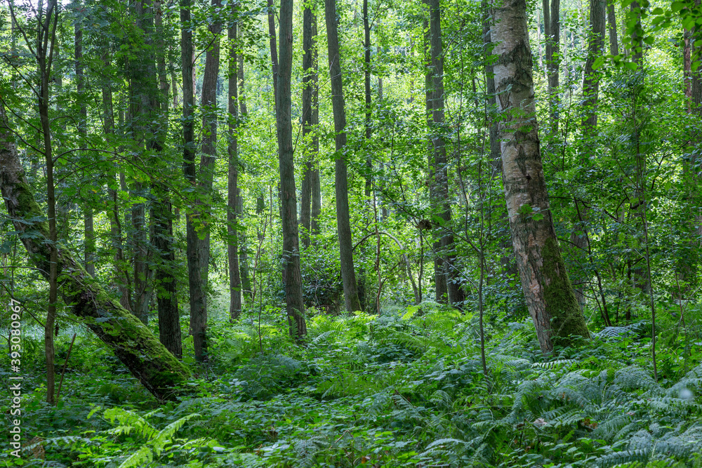 scenic wild forest at the baltic sea in Usedom scenic wild forest at the baltic sea in Usedom