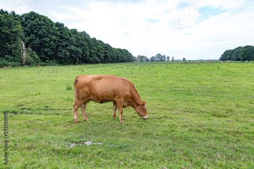 cows grazing at the green fresh meadow in Usedom