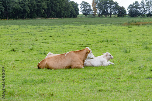 cows grazing at the green fresh meadow in Usedom