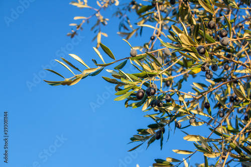 Olive trees and branches at sunset, Southern Italy, autumn
