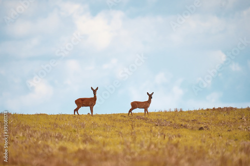 Two wild roe deer, capreolus capreolus, doe and fawn standing close together on a meadow.