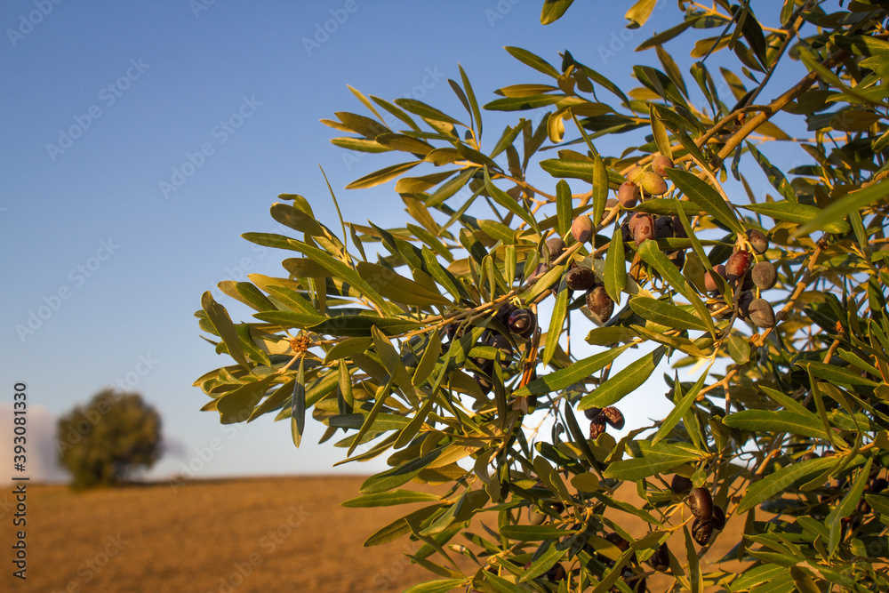 Olive trees and branches at sunset, Southern Italy, autumn Olive trees and branches at sunset, Southern Italy, autumn