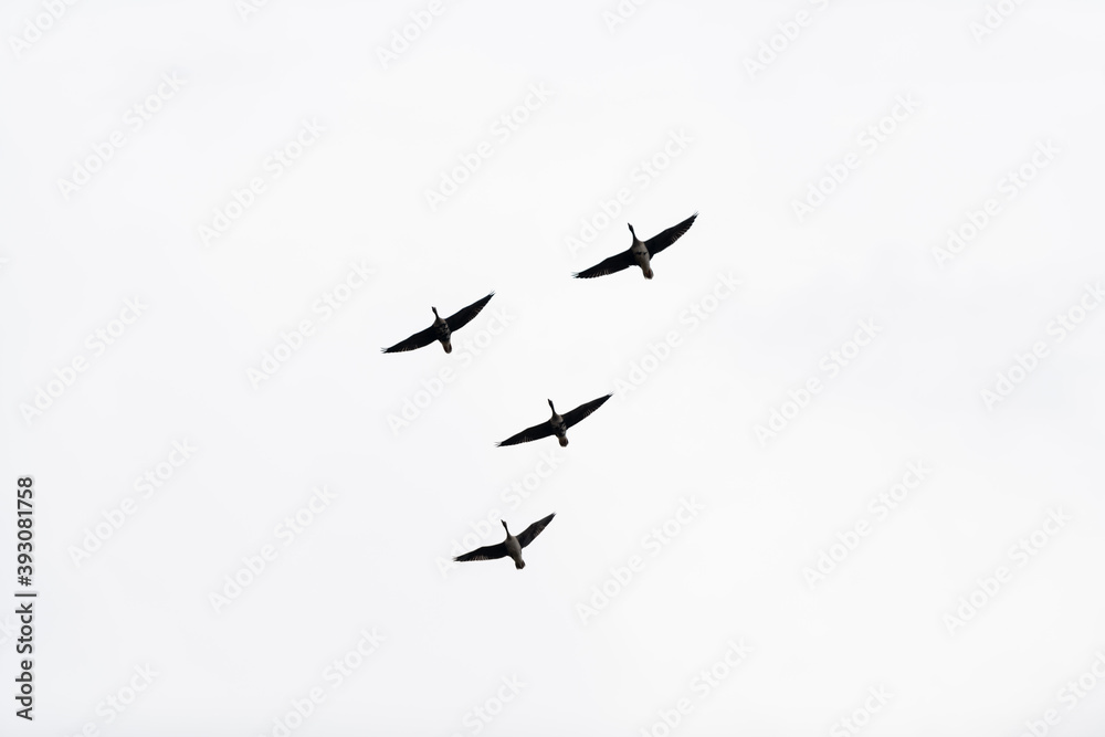 Four geese flying in a formation with a white sky in the background