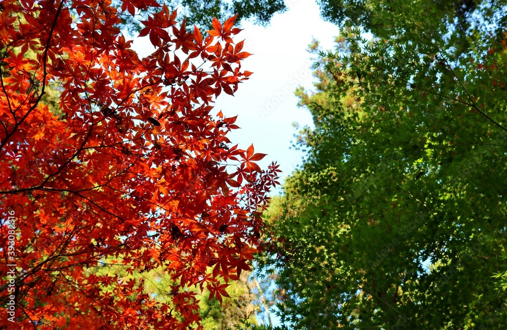 秋の彩り　紅葉　風景　きれい