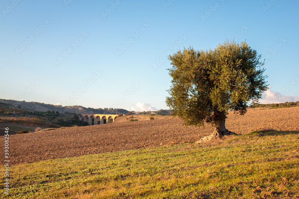 Fototapeta premium Century-old olive trees in Apulia at sunset, Italy