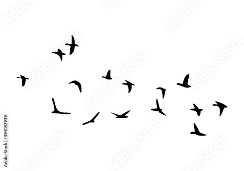 Flock of flying birds isolated on white background. Vector