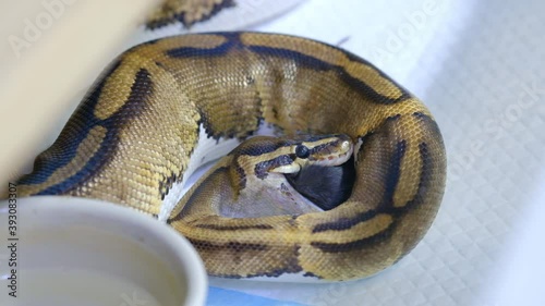 Snake eating a mouse, ball python eats a mouse, rat snake that subdues its prey by constriction. close up feeding. (Exotic Pet)