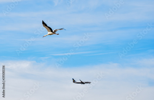 BIRZEBBUGA, MALTA - Oct 17, 2015: A White Stork, Ciconia ciconia, flying in opposite direction of a passenger plane.