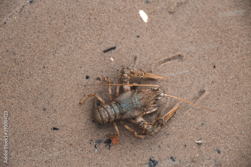 Big crayfish crawling on the sand