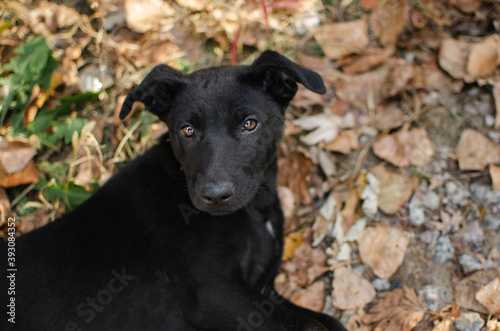 Wallpaper Mural Cute black mix breed puppy. Spaniel mix dog in autumn Torontodigital.ca