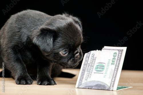 image of dog money dark background 
