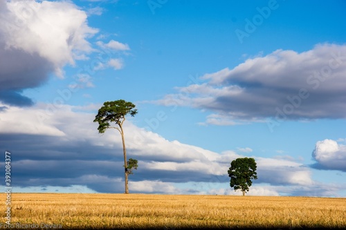 tree on a field photo