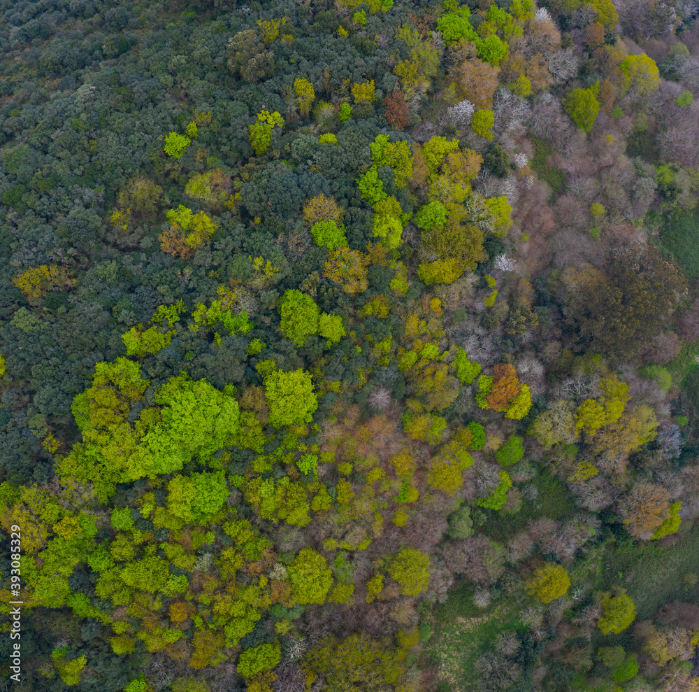 Springtime, Tarrueza, Laredo, Montaña Oriental Costera, Cantabria, Spain, Europe